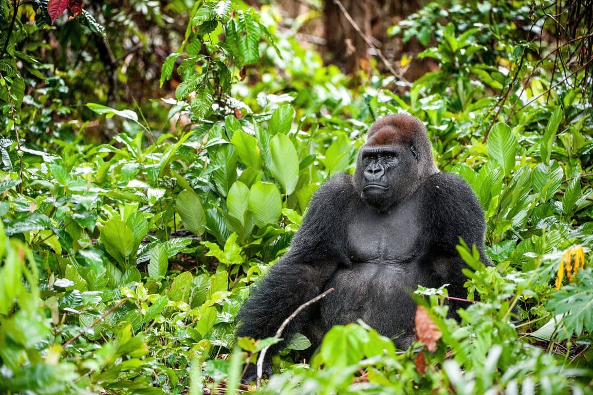Republica do Congo